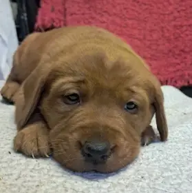 Labradorský retriever red fox s PP