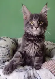 Prodám mainskou mývalí kočičku s PP