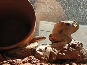 Mám a nemusím mít.