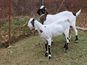 Prodám 100 % an kozičku s pop