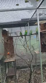 Papoušek nádherný