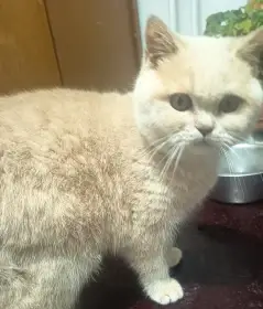 Britský kocourek Adámek