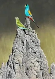 Papoušek žlutoramenný