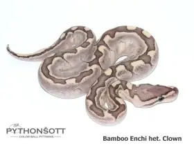 Mláďata Krajty královské - Python regius