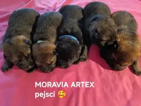 Štěňátka no s PP