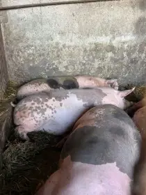 Prodej vykrmených prasat