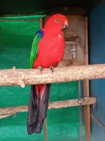 Papoušek amboinský