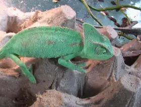 Chameleón jemenský