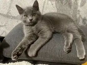 Prodám Kartouzské kotě