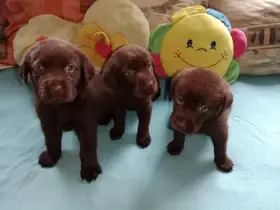 Labradorský retrívr štěně