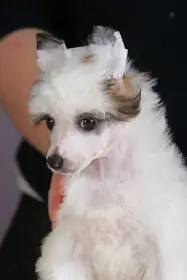 Čínský chocholatý pes – štěňata na prodej