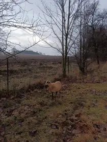 Daruji do dobrých rukou kamerunskou ovci