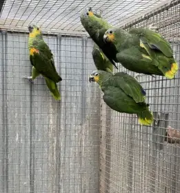 Amazoňan Oranžovokřídly