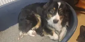 Chovatelská stanice nabízí štěňátka australských ovčáků s PP, nar.: 12. 11. 2025