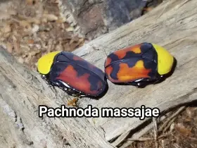 Brouci a další přebytky k 21.12.2025