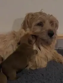 Štěňátka Norfolk teriéra s PP