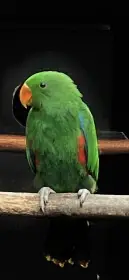 Eklektus různobarevný 1,0