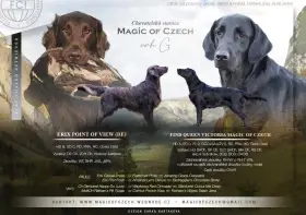 Flat coated retriever - hnědá a černá štěňata