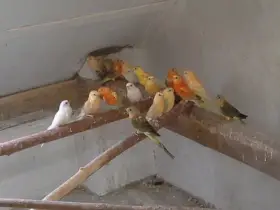 Zpěvák,korela,kakariky