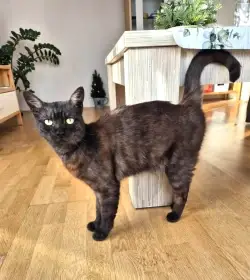 Kocourek Thor hledá nový domov