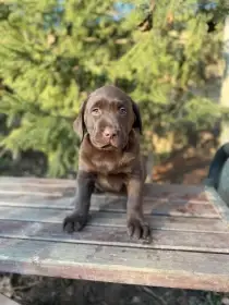 Labradorský retrívr - hnědá štěňátka s PP