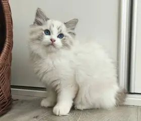 Ragdoll koťátko s PP