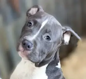 Americký stafordšírský teriér modrá št.s rodokmenem k odběru