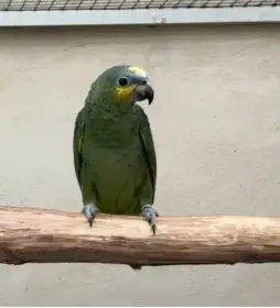 Amazoňan Oranžovokřídly