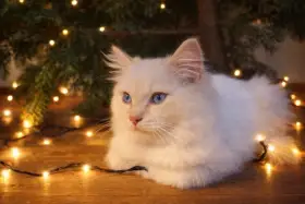 Ragdoll koťátka s PP