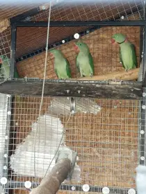 Prodám Alexandr velký zelený