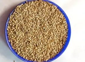 Lesknici, oves nahý, proso žluté a zelené , hrách.