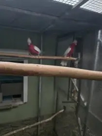 Kakadu růžový lutino