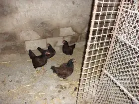 Indická bojovnice zdrobnělá