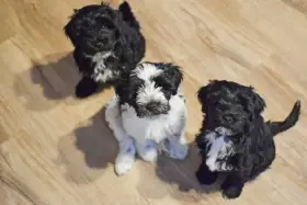 Prodám štěňátka tibetského teriéra s PP