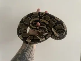 Prodám ověřené trio krajt