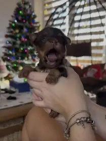 Jorkšírsky teriér PP fenka a pes Choco tan čokoláda s pálením, pejsek Biro