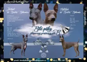 Americký bezsrstý teriér