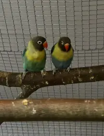 Agapornis škraboškový s DNA