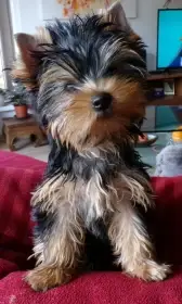 Jorkšírský terier s PP FCI