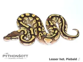 Mláďata Krajty královské - Python regius