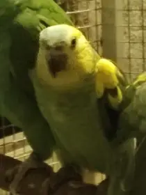 Amazoňan modročelý