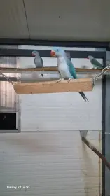 Alexandr velký modrá řada