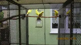 Prodám alexandr maly