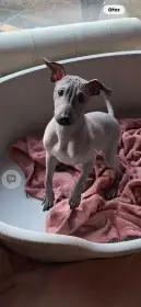 Americký bezsrstý teriér 3,5 - měs. modrý/černý