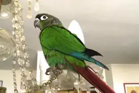 Koupím ručně dokrmenou pyruru