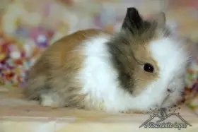 Zakrslí králíčci Teddy s VP _ doprava po ČR zajištěna