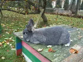 Vídeňský modrošedý