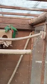 Papoušek královský