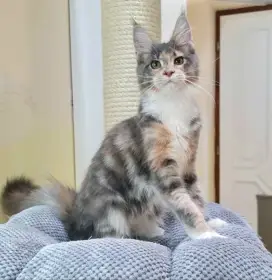 Lily -Mainská mývalí kočka s PP