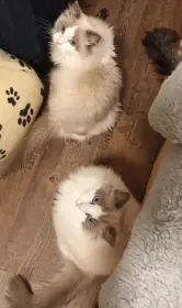 2 kocourci ragdoll s PP